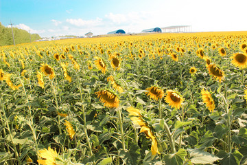 Sunflowers in the field in the bright sun