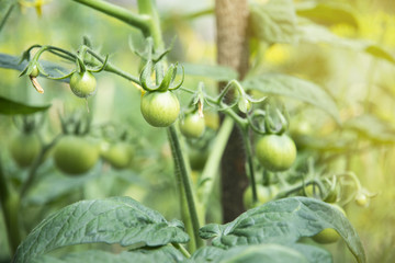 Green cherry tomatoes growing in garden.