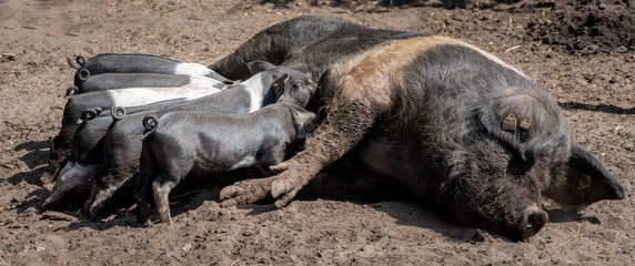 Saugut