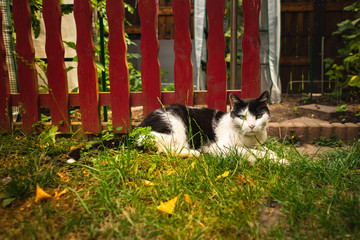 Cat in the sunny morning garden