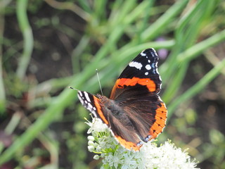 Butterfly drinks nectar from a flower. The wings are black with red, white and yellow spots.