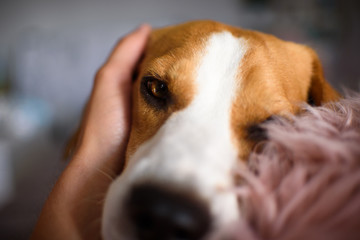 Purebred beagle dog lying on couch sofa in living room