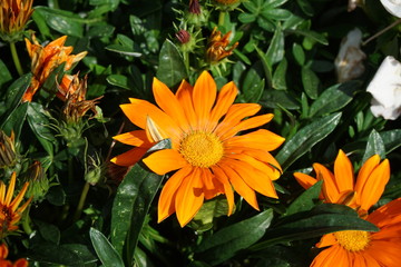 Orange daisy flower