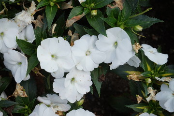 Four white flowers in a botanical garden
