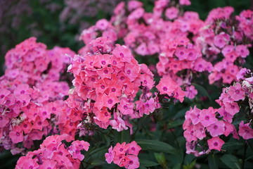 Bush of bright pink summer flowers 