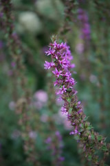 Tiny purple blossoms on a long plant