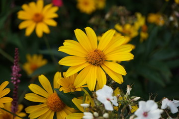 Macro shot of a yellow daisy