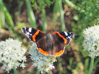 Butterfly drinks nectar from a flower. The wings are black with red, white and yellow spots.