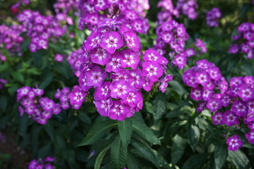 Bunch of pink flowers