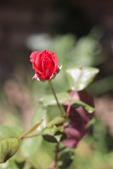 Rosa Fiore