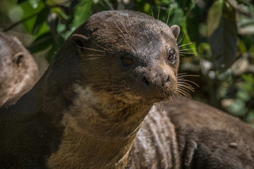 Ariranha / Giant Otter (Pteronura brasiliensis)