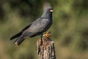 Snail Kite / Gavião Caramujeiro (Rostrhamus sociabilis)