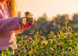 against the backdrop of the setting sun on a field with flowers of a clover girl without a face in hands holds flowers collects a bouquet