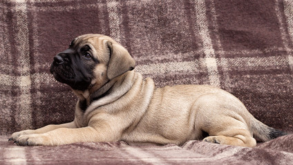 cute puppy ca de bou