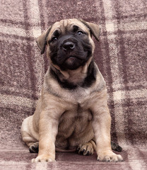 cute puppy ca de bou