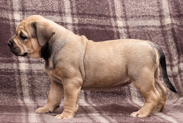 cute puppy ca de bou