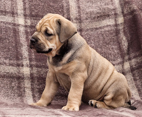 cute puppy ca de bou