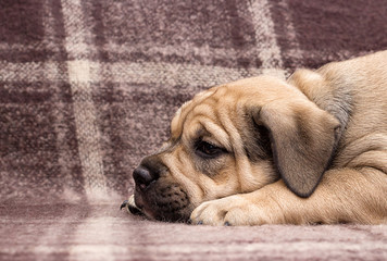 cute puppy ca de bou