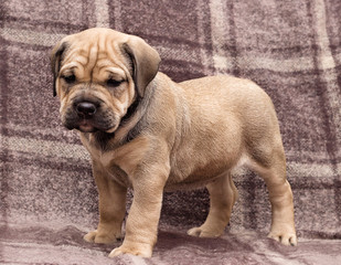 cute puppy ca de bou