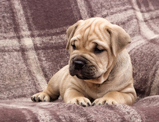 cute puppy ca de bou