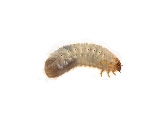 larva of the May bug on a white background