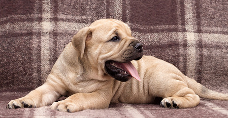 cute puppy ca de bou