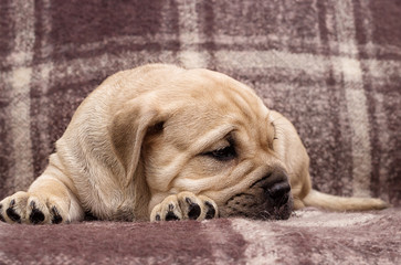 cute puppy ca de bou