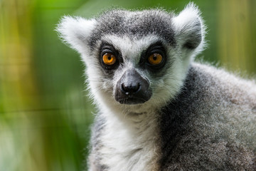 Naklejka na ściany i meble Lêmur de Cauda Anelada / Ring Tailed Lemur (Lemur catta)