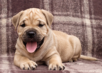 cute puppy ca de bou