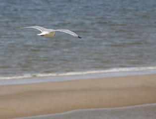 Seagulls on the beach