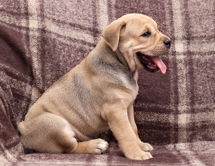 cute puppy ca de bou