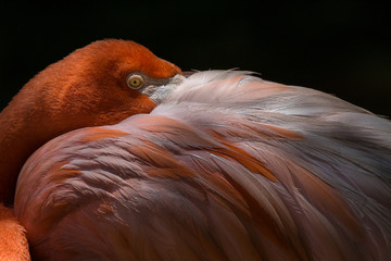 American Flamingo / Flamingo Americano (Phoenicopterus ruber)