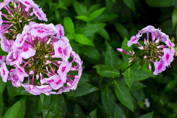 pink flowers close-up in the garden