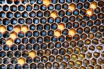 Bee Hive Hexagon Honeycomb Pattern and Honey