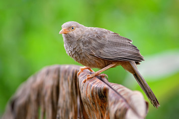 Yellow-billed Babbler  - Turdoides affinis, common babbler from Sri Lanka gardens and woodlands.