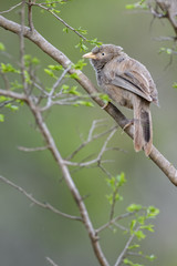 Yellow-billed Babbler  - Turdoides affinis, common babbler from Sri Lanka gardens and woodlands.