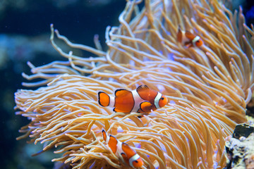 Clown fish in anemone
