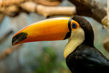Colorful tucan in the wild