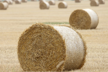 Bales of hay on field
