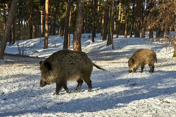Eurasian wild boar (Sus scrofa) in natural environment, Poland