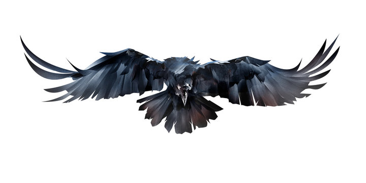 painted on white background flying bird raven in front