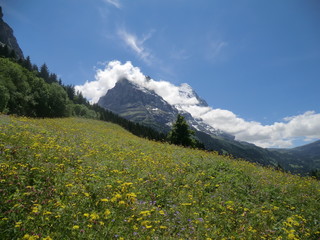 Fototapeta premium Wandern in den Schweizer Alpen