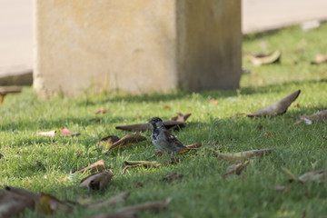 birds & nature at the park