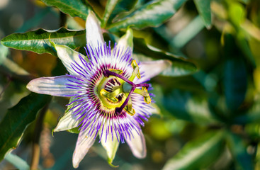 passion flower Passiflora caerulea Passionflower against green garden background