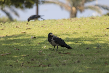 birds & nature at the park