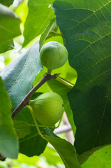 Ripe figs fruit on branches, close up