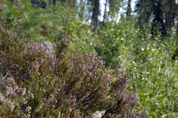 Beautiful bright flowers in the field, ecology, tourism, nature
