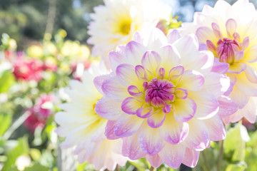 Large purple and white dahlia blossoms in Golden Gate Park.