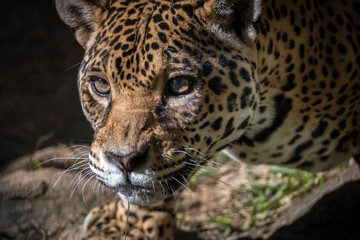 Naklejka na ściany i meble Onça Pintada / Jaguar (Panthera onca)