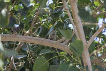 birds & nature at the park
